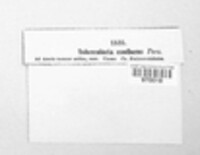 Tubercularia confluens image